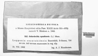 Ochrolechia upsaliensis image